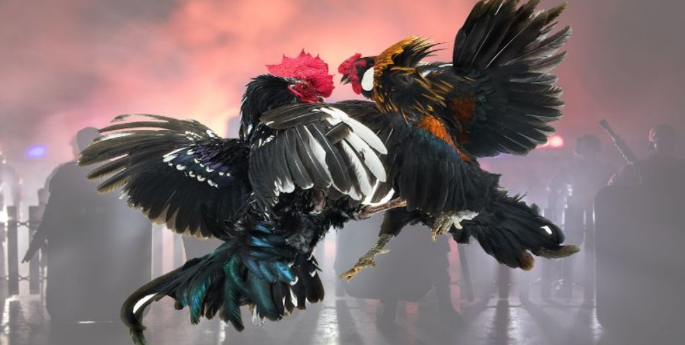 Tổng quan về sảnh game đá gà Nohu90 mới nhất